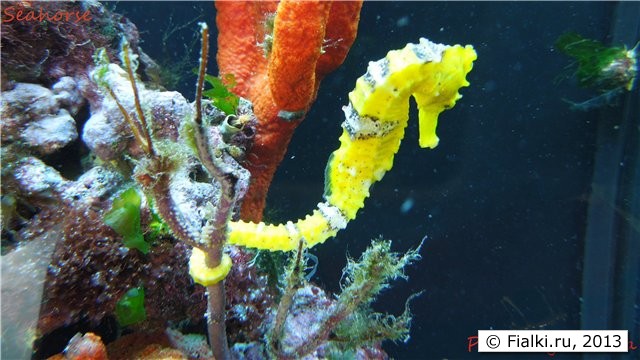 seahorse