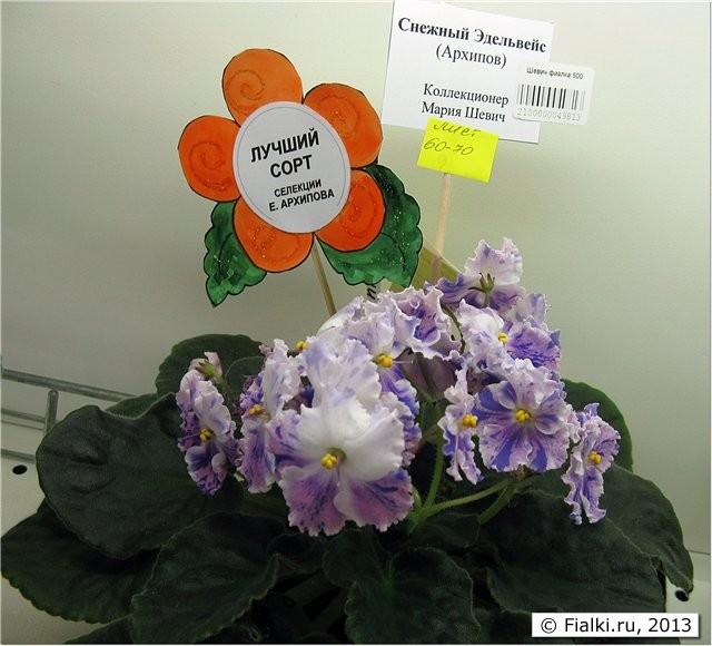фиалки