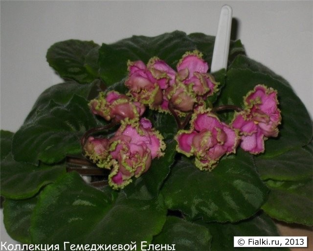 королева эльфов
