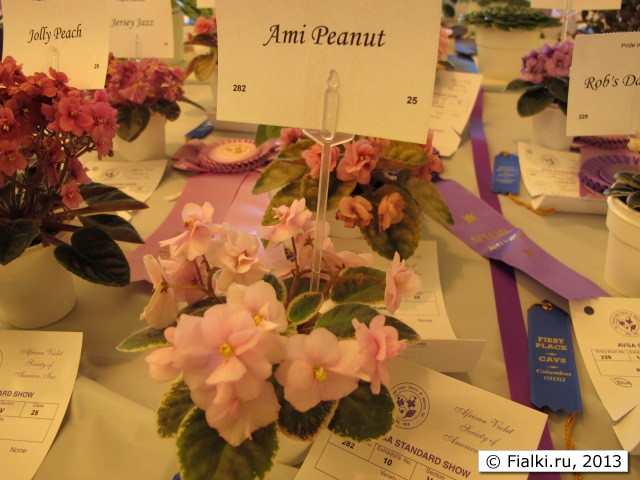 Ami Peanut