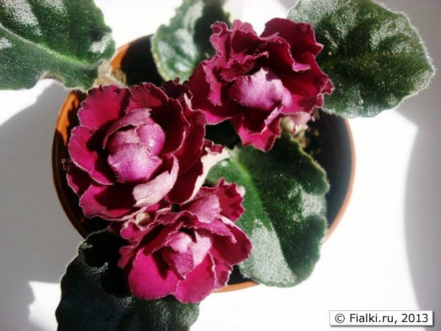 Aca`s Red Charmer