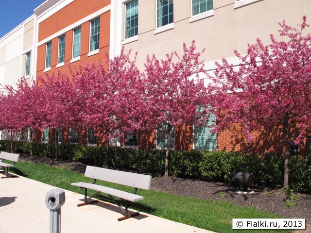 trees in bloom