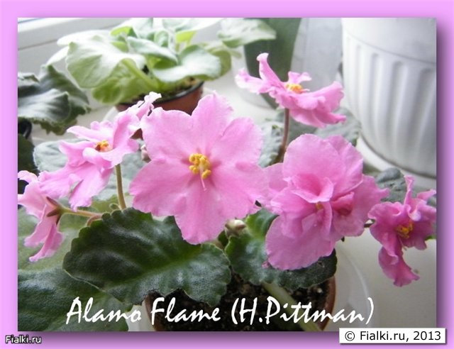 Alamo Flame (H.Pittman) 