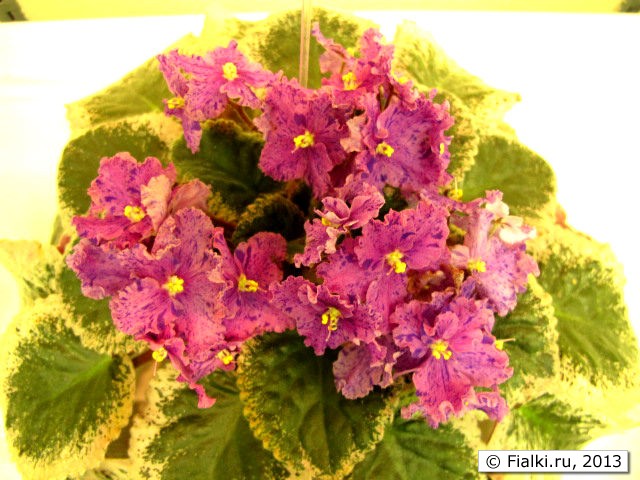 plant