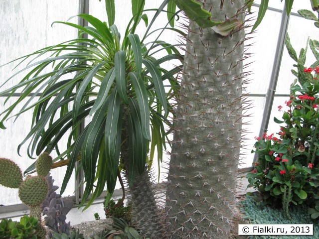 plant