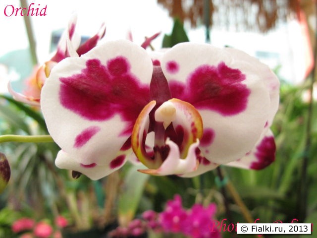 orchid