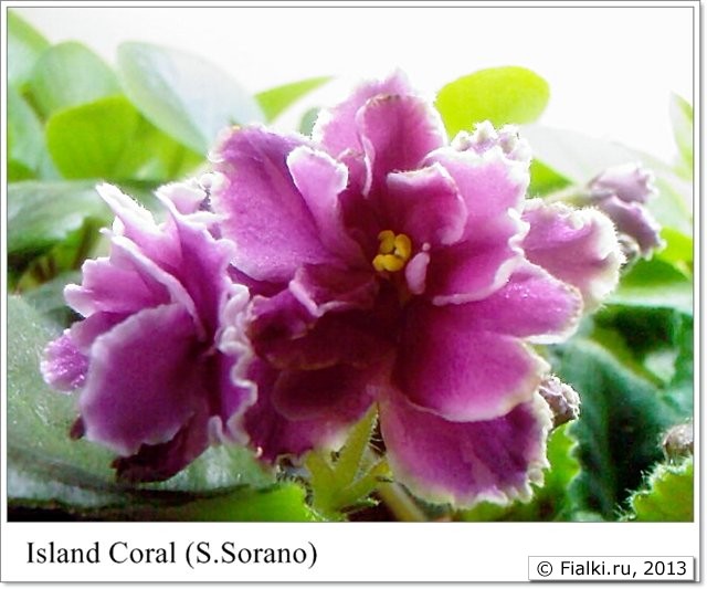 Island Coral (Sorano)