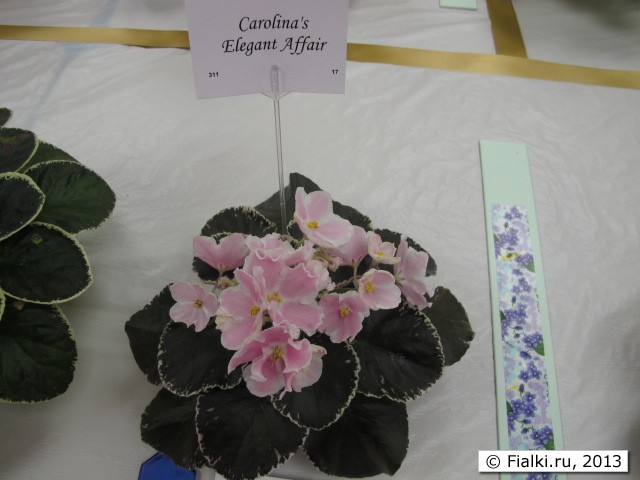 plant