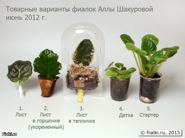 Купить Фиалки В Магазине