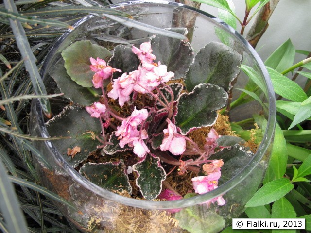 african violet