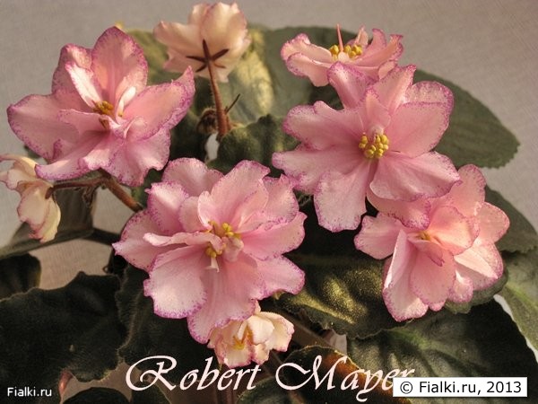 Robert Mayer 