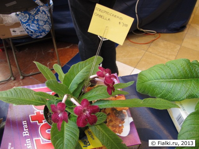 streptocarpus