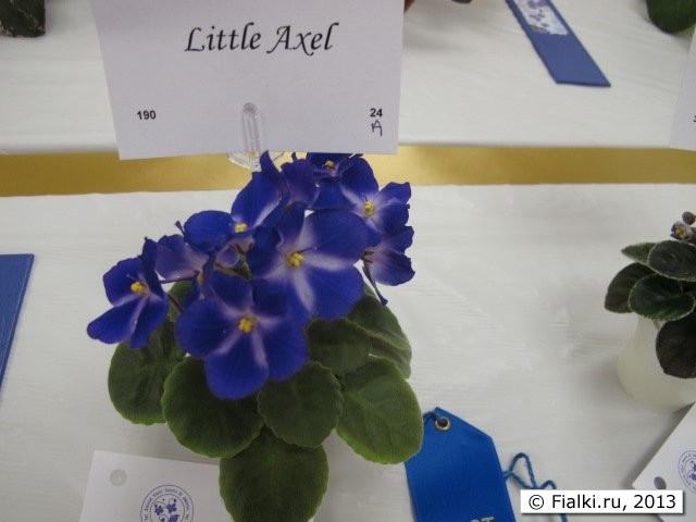 plant