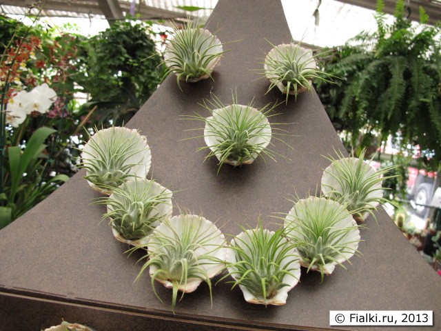 plant