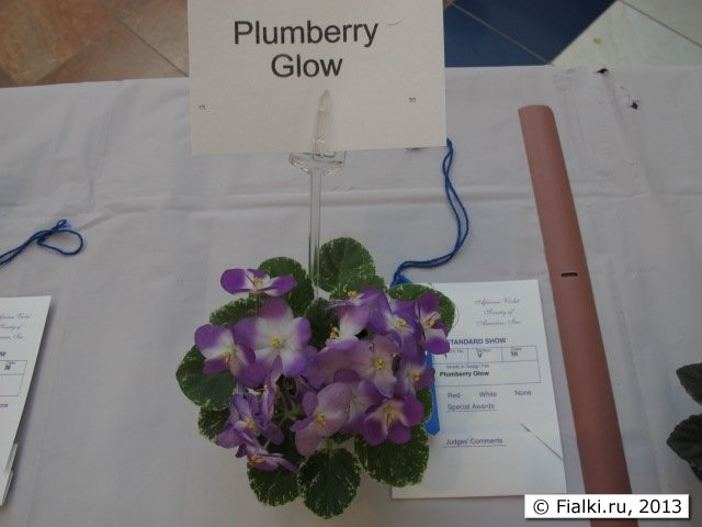 Plumberry Glow