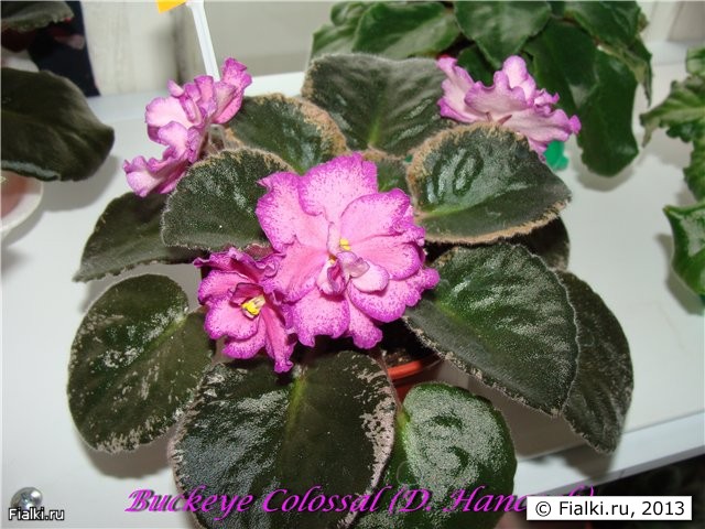 Buckeye Colossal