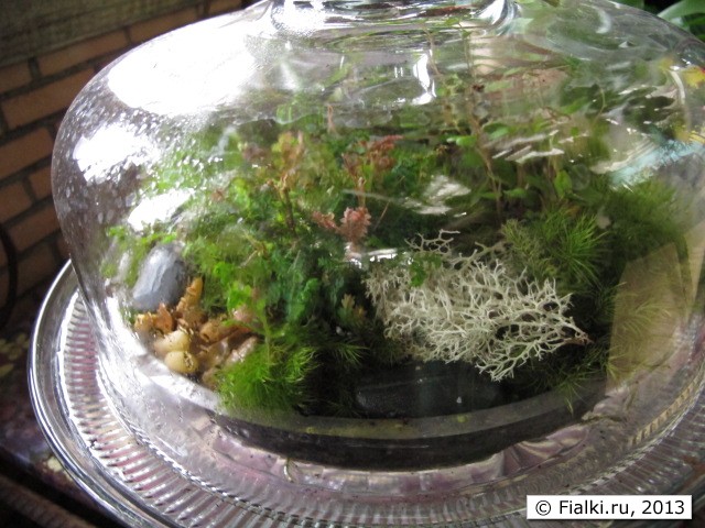 plants