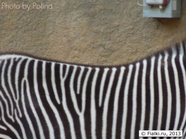 Zebra