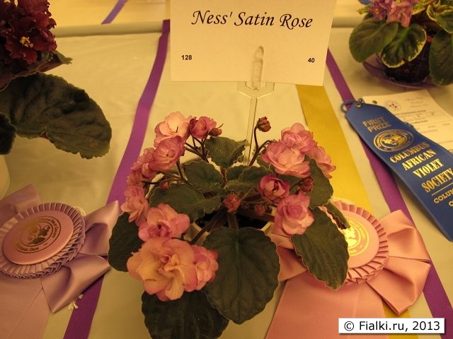 Ness' Satin Rose