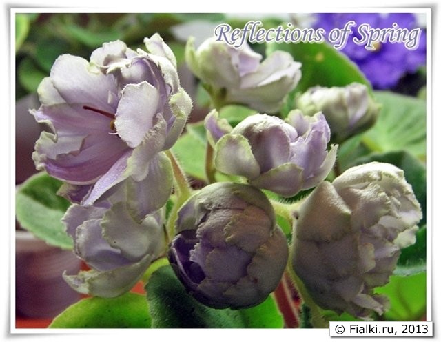 Reflections of Spring 