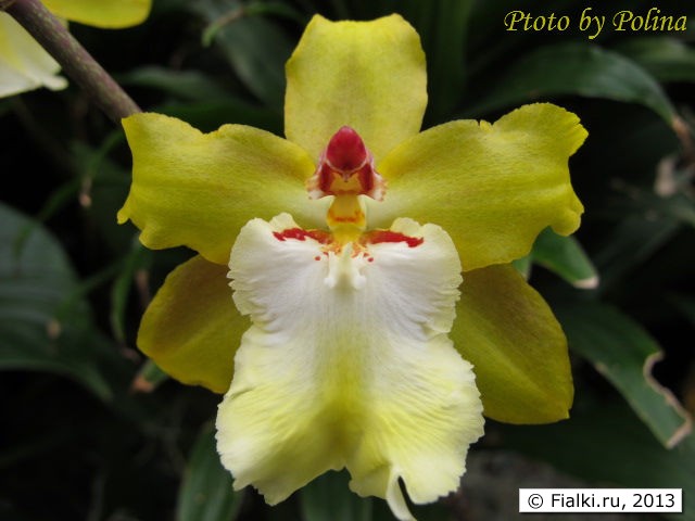 orchid