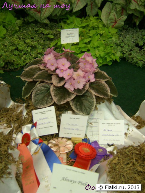 Buckeye Daydreamer best in show