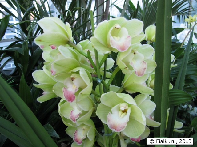 orchid