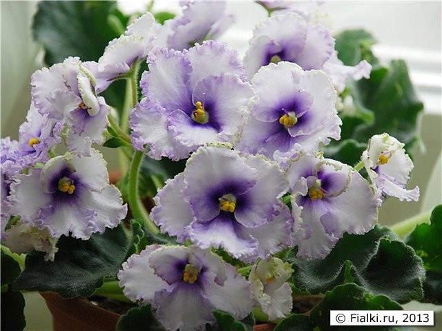 Cristal Plume