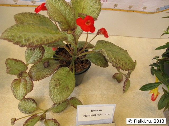 episcia