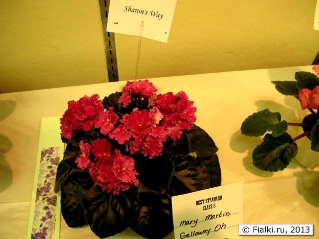 plant