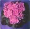 Aca's Pink Pansy