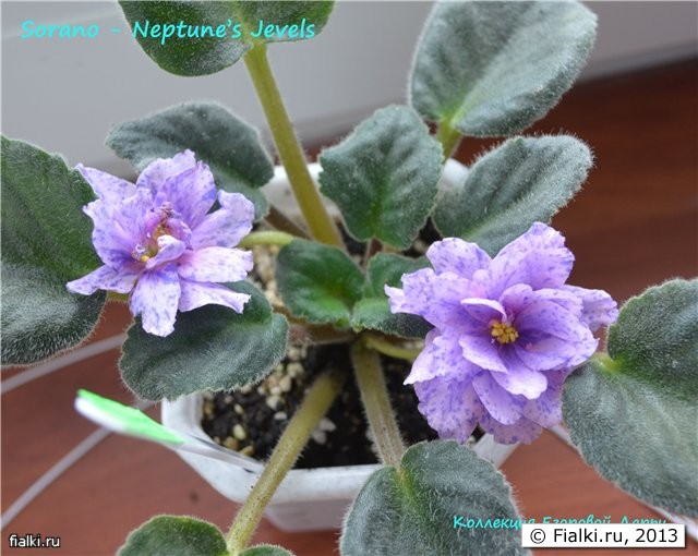Neptune's Jewels