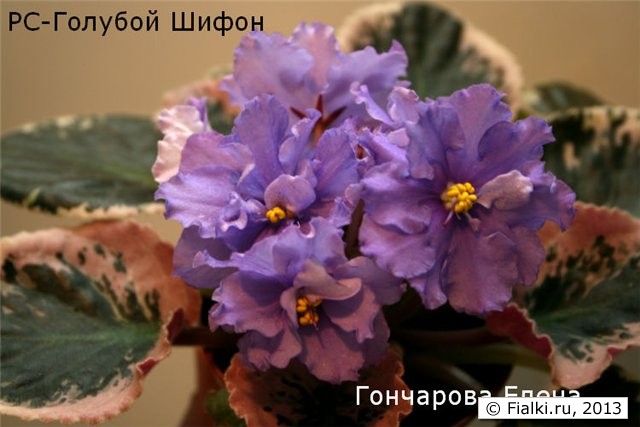 РС-Голубой Шифон