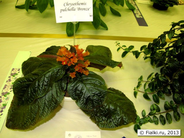 plant