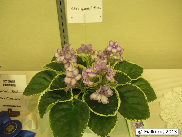 plant