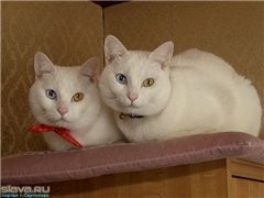 Кошки близняшки