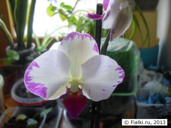 Орхидея фаленопсис белый с фиолетовыми мазками