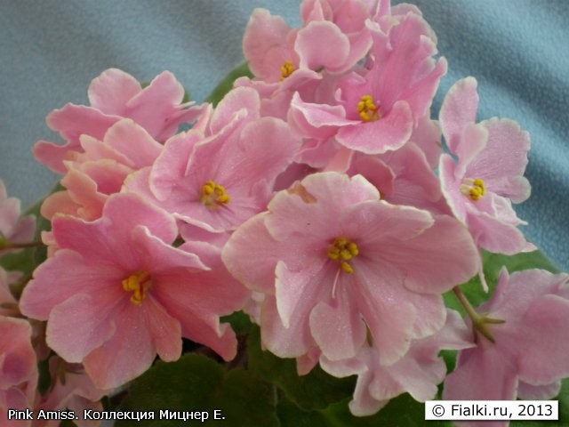 Pink Amiss