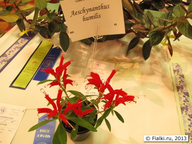 Aeschynanthus humilis