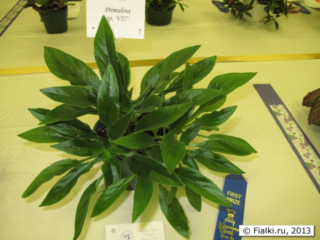 plant