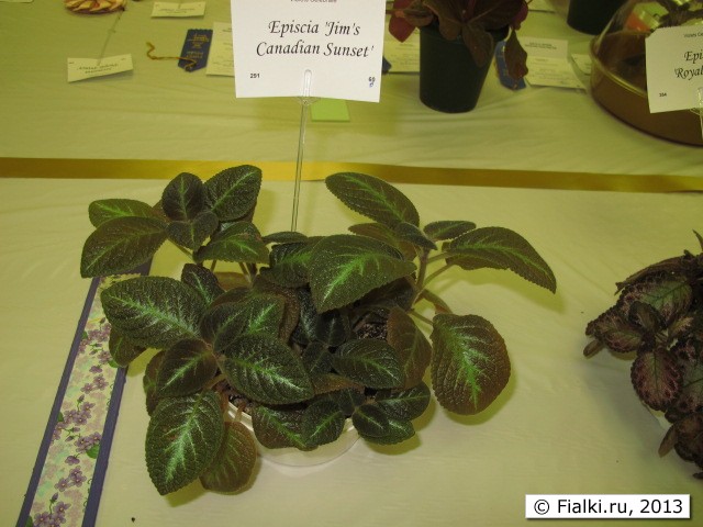 plant