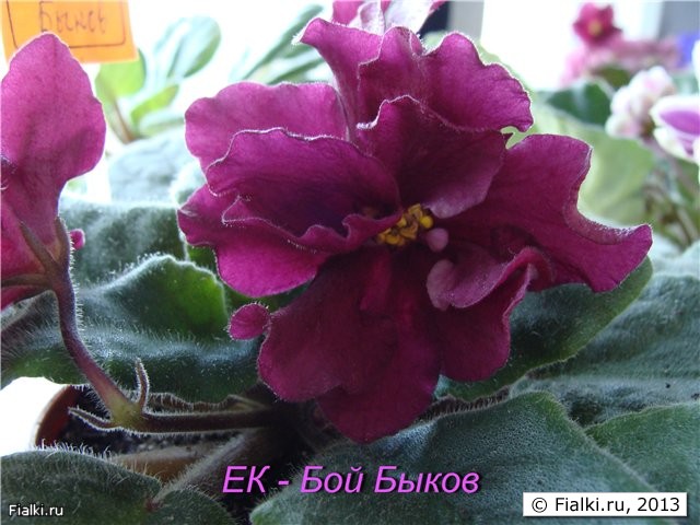 Бой Быков