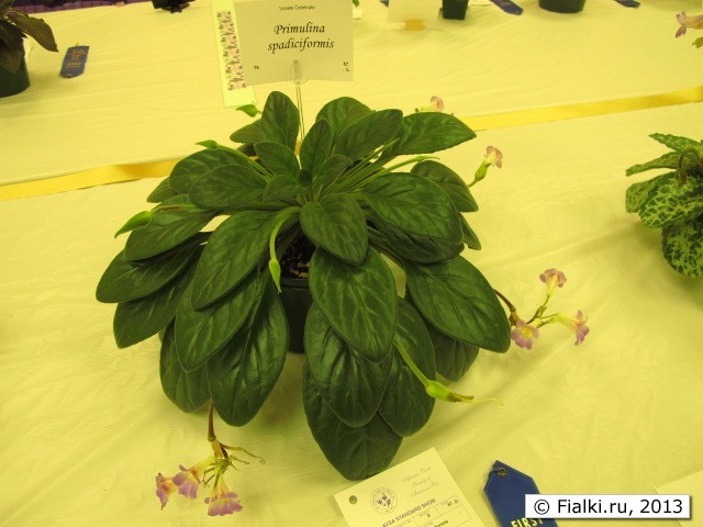 plant