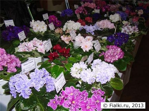 полянки