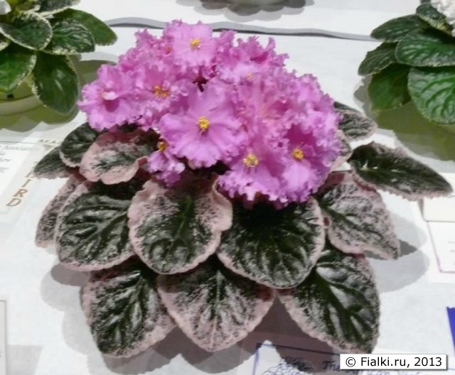 plant
