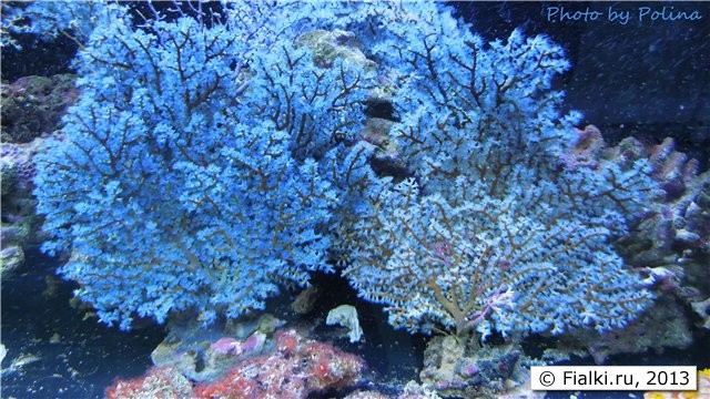 underwater flower