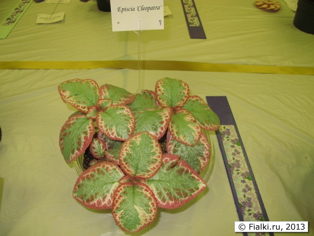 plant
