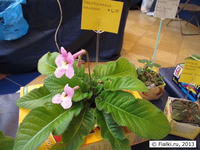 streptocarpus