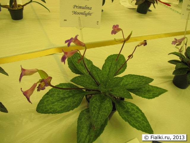 plant
