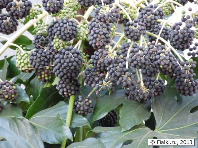 bush